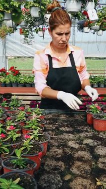 Profesyonel sera işçisi dikkatlice kırmızı çiçekli renkli asma sepetleri ve ticaret ortamında canlı çiçeklenme bitkilerini düzenliyor.