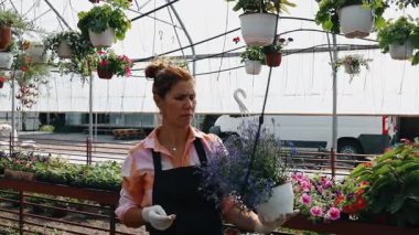 Profesyonel sera işçisi dikkatlice kırmızı çiçekli renkli asma sepetleri ve ticaret ortamında canlı çiçeklenme bitkilerini düzenliyor.