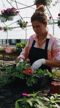 Profesyonel sera işçisi dikkatlice kırmızı çiçekli renkli asma sepetleri ve ticaret ortamında canlı çiçeklenme bitkilerini düzenliyor.