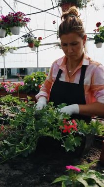 Profesyonel sera işçisi dikkatlice kırmızı çiçekli renkli asma sepetleri ve ticaret ortamında canlı çiçeklenme bitkilerini düzenliyor.