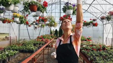 Profesyonel sera işçisi dikkatlice kırmızı çiçekli renkli asma sepetleri ve ticaret ortamında canlı çiçeklenme bitkilerini düzenliyor.