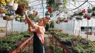 Profesyonel sera işçisi dikkatlice kırmızı çiçekli renkli asma sepetleri ve ticaret ortamında canlı çiçeklenme bitkilerini düzenliyor.