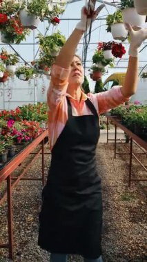 Profesyonel sera işçisi dikkatlice kırmızı çiçekli renkli asma sepetleri ve ticaret ortamında canlı çiçeklenme bitkilerini düzenliyor.