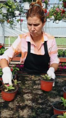 Profesyonel sera işçisi dikkatlice kırmızı çiçekli renkli asma sepetleri ve ticaret ortamında canlı çiçeklenme bitkilerini düzenliyor.