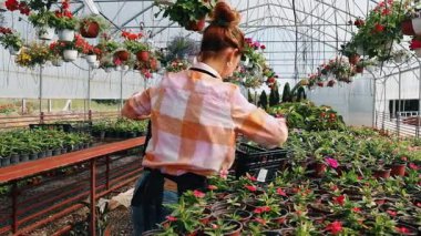 Profesyonel sera işçisi dikkatlice kırmızı çiçekli renkli asma sepetleri ve ticaret ortamında canlı çiçeklenme bitkilerini düzenliyor.