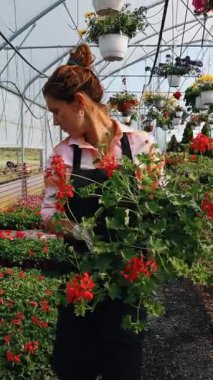 Profesyonel sera işçisi dikkatlice kırmızı çiçekli renkli asma sepetleri ve ticaret ortamında canlı çiçeklenme bitkilerini düzenliyor.