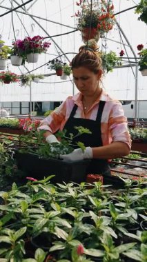 Profesyonel sera işçisi dikkatlice kırmızı çiçekli renkli asma sepetleri ve ticaret ortamında canlı çiçeklenme bitkilerini düzenliyor.