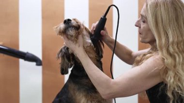 Profesyonel tımarcı, iyi donanımlı bir kuaförde dikkat ve hassasiyet gösteren makasla bir Airedale teriyer köpeğinin tüylerini dikkatlice buduyor.