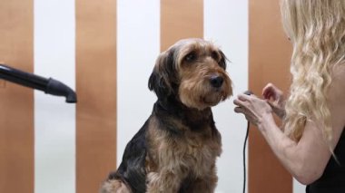 Profesyonel tımarcı, iyi donanımlı bir kuaförde dikkat ve hassasiyet gösteren makasla bir Airedale teriyer köpeğinin tüylerini dikkatlice buduyor.
