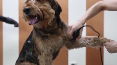 Profesyonel tımarcı, iyi donanımlı bir kuaförde dikkat ve hassasiyet gösteren makasla bir Airedale teriyer köpeğinin tüylerini dikkatlice buduyor.