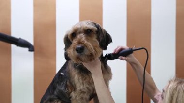 Profesyonel tımarcı, iyi donanımlı bir kuaförde dikkat ve hassasiyet gösteren makasla bir Airedale teriyer köpeğinin tüylerini dikkatlice buduyor.