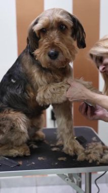 Profesyonel tımarcı, iyi donanımlı bir kuaförde dikkat ve hassasiyet gösteren makasla bir Airedale teriyer köpeğinin tüylerini dikkatlice buduyor.