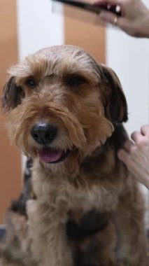 Profesyonel tımarcı, iyi donanımlı bir kuaförde dikkat ve hassasiyet gösteren makasla bir Airedale teriyer köpeğinin tüylerini dikkatlice buduyor.
