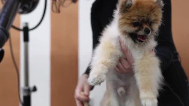 Profesyonel bir tımar ustası, sevimli bir Pomeranya köpeğinin kürkünü dikkatlice buduyor ve kurutuyor. Bir kuaförde temiz ve şık bir görünüm sağlıyor.