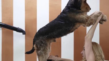 Profesyonel tımarcı, iyi donanımlı bir kuaförde dikkat ve hassasiyet gösteren makasla bir Airedale teriyer köpeğinin tüylerini dikkatlice buduyor.