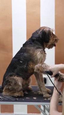 Profesyonel tımarcı, iyi donanımlı bir kuaförde dikkat ve hassasiyet gösteren makasla bir Airedale teriyer köpeğinin tüylerini dikkatlice buduyor.