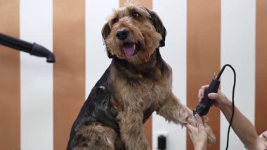 Profesyonel tımarcı, iyi donanımlı bir kuaförde dikkat ve hassasiyet gösteren makasla bir Airedale teriyer köpeğinin tüylerini dikkatlice buduyor.