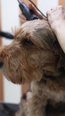 Profesyonel tımarcı, iyi donanımlı bir kuaförde dikkat ve hassasiyet gösteren makasla bir Airedale teriyer köpeğinin tüylerini dikkatlice buduyor.