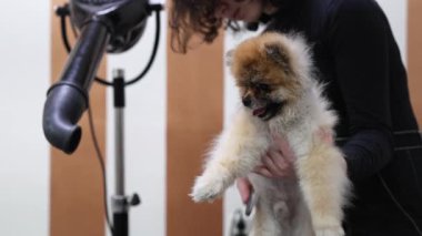 Profesyonel bir tımar ustası, sevimli bir Pomeranya köpeğinin kürkünü dikkatlice buduyor ve kurutuyor. Bir kuaförde temiz ve şık bir görünüm sağlıyor.