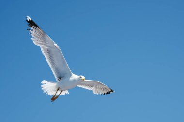 Görkemli martı canlı mavi gökyüzüne karşı zarafetle süzülüyor, kanatları tamamen genişliyor, özgürlüğün özünü ve doğanın güzelliğini yakalıyor.