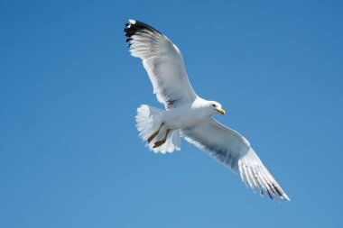Görkemli martı canlı mavi gökyüzüne karşı zarafetle süzülüyor, kanatları tamamen genişliyor, özgürlüğün özünü ve doğanın güzelliğini yakalıyor.