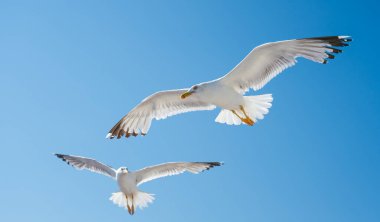 Martılar engin mavi suların üzerinde zarif bir şekilde süzülüyorlar, uzak dağlardan oluşan bir zemin ve tüylü beyaz bulutlarla benekli berrak bir gökyüzü.