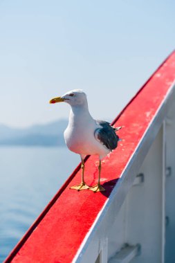Büyük beyaz bir martı, çarpan sarı gagalı bir gemi korkuluğu açık, güneşli bir günde sakin mavi okyanus sularına bakıyor.
