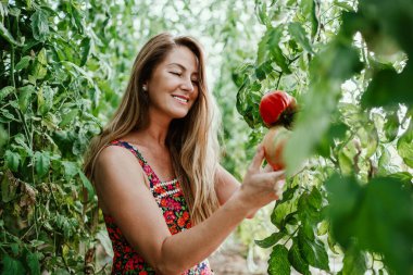 Gülümseyen kadın tarım işçisi, seranın içindeki bitkilerden olgun kırmızı domatesleri topluyor, yerel tarım ve sürdürülebilir tarım uygulamalarını temsil ediyor.