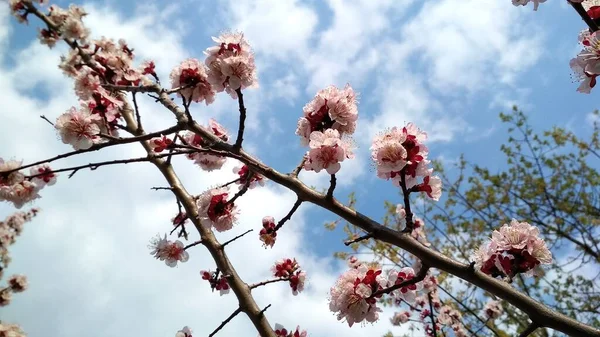 Wiosenne Kwiaty Kwiatowe Tło Koncepcyjne — Zdjęcie stockowe