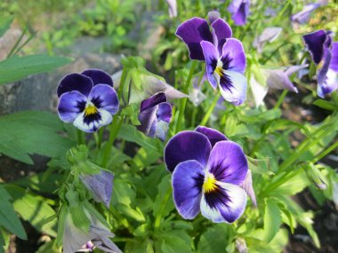 Güzel mor bir nonoş çiçeği