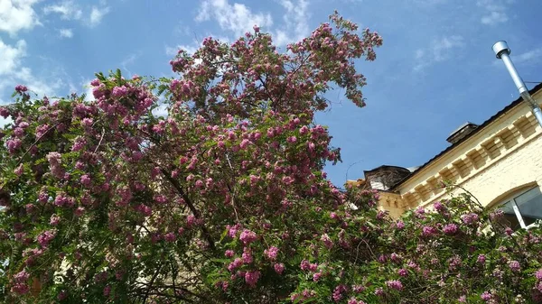 Mooie Bloeiende Tuin Met Bloemen — Stockfoto
