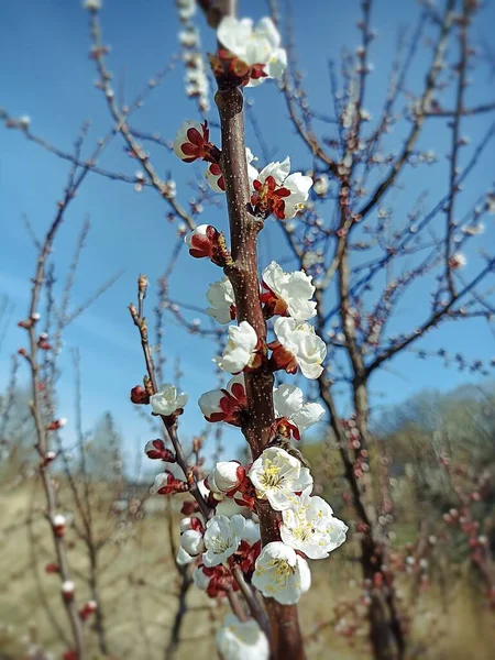 Une Branche Abricot Fleurs Contre Ciel Bleu Dans Parc — Photo
