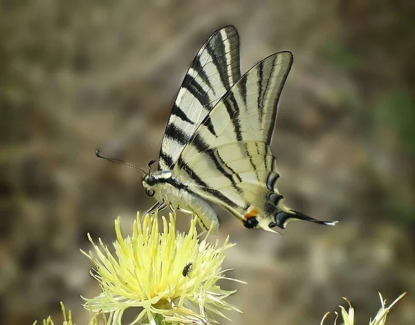 Schmetterling Und Insekt Auf Einer Gelben Blume Den Bergen — Stockfoto