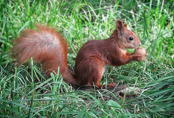 Ein Eichhörnchen Nagt Einer Nuss Grünen Gras — Stockfoto