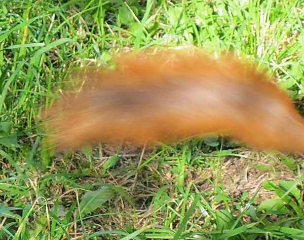 Φωτεινή Φλογερή Ουρά Ενός Σκίουρου Τρέχει Μακριά Από Πλαίσιο — Φωτογραφία Αρχείου