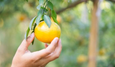 Orange Farm 'daki El ve Portakalları kapatın. Sabah güzel tarlaları olsun..