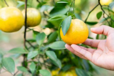 Orange Farm 'daki El ve Portakalları kapatın. Sabah güzel tarlaları olsun..