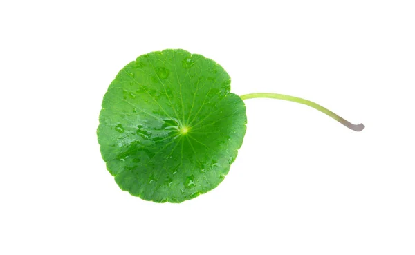 Closeup Φύλλα Του Gotu Kola Ασιατική Pennywort Ινδική Pennywort Λευκό — Φωτογραφία Αρχείου