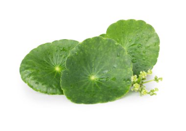 Gotu kola 'nın yakın çekim yaprağı, Asya pennywort' u, beyaz arka planda Hint pennywort 'u, bitki ve tıbbi konsept