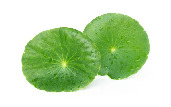 Close Blad Van Gotu Kola Aziatische Pennywort Indiase Pennywort Witte — Stockfoto