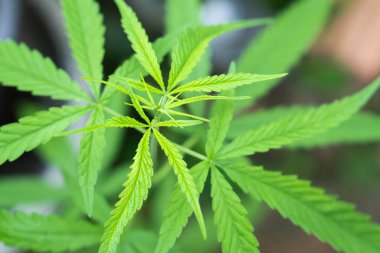 Bahçeye taze kenevir ya da marihuana yaprakları, sağlık hizmetleri ve tıbbi konsept