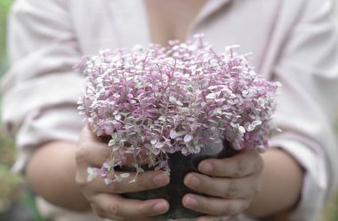 Yakın plan kadın elini tutuyor sürünen bitkiyi mutlu dolduruyor.