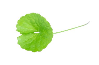 Gotu kola 'nın yakın çekim yaprağı, Asya pennywort' u, beyaz arka planda Hint pennywort 'u, bitki ve tıbbi konsept, seçici odak