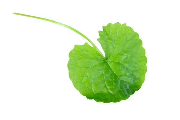 Closeup Leaf Gotu Kola Asiatic Pennywort Indian Pennywort White Background — Stock Photo, Image