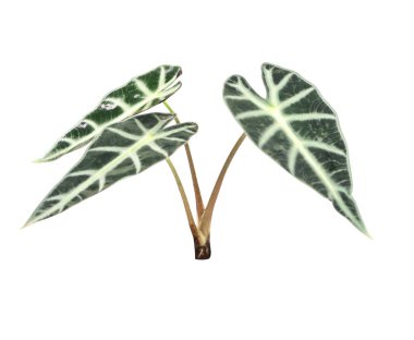 Yakın plan Alocasia Amazonica Sanderiana beyaz arka planda izole edildi