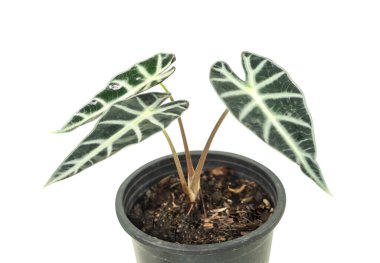Alocasia Amazonica Sanderiana beyaz arka planda izole edilmiş beyaz plastik kaplarda