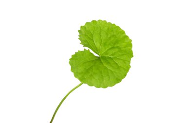 Gotu kola 'nın yakın çekim yaprağı, Asya pennywort' u, beyaz arka planda Hint pennywort 'u, bitki ve tıbbi konsept, seçici odak