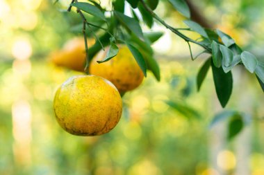 Çiftlikteki Portakallar Sabah Güzel bir tarlada.