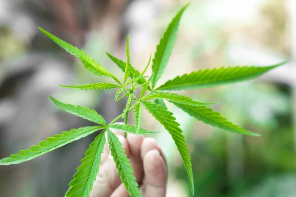 Nahaufnahme Frau Hält Junge Cannabis Oder Marihuanablätterpflanze Garten Gesundheitsfürsorge Und Stockbild