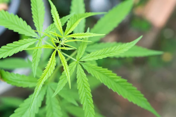 Nahaufnahme Junge Cannabis Oder Marihuanablasspflanze Garten Gesundheitsfürsorge Und Medizinisches Konzept Stockbild